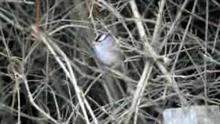 Whitecrowned Sparrow Cley Norfolk [upl. by Jasen]