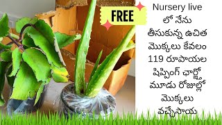 nurserylive free plants unboxing freeplants gardening gardeningtips [upl. by Kidder]