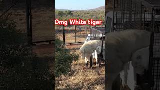 Omg 😱 White Tiger 🐅🐯 lion safari wildlife animals whitelion automobile wildlifemomentsanimal [upl. by Maribelle]