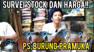 survei stock dan harga ps burung pramuka [upl. by Farleigh288]