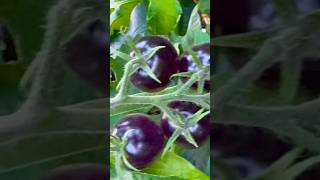 Sweet purple tomatoes [upl. by Nanahs]