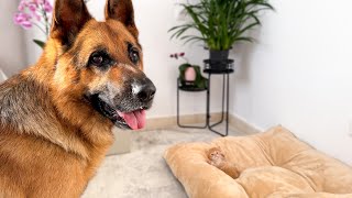 What Does My German Shepherd do when a Tiny Kitten Occupying his Bed [upl. by Nytsud766]