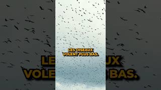 Pourquoi les oiseaux volent bas avant un orage [upl. by Boigie]