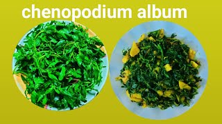 Chenopodium album recipeEasy and tasty chenopodium album recipeबेथुको साग पकाउने सजिलो तरीका [upl. by Anahsed]