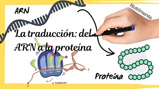 La TRADUCCIÓN del ARNm a la PROTEÍNA Síntesis de proteínas paso a paso [upl. by Ellehc68]