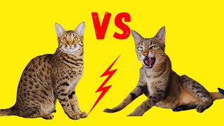 Bengalkatze Vs Savannah Katze [upl. by Nallac]