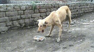 The mother of these little dogs was very hungry [upl. by Rasla]