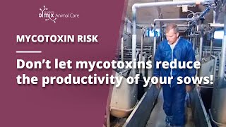 🌽MYCOTOXINS  Their impact on pig breeding [upl. by Peony]