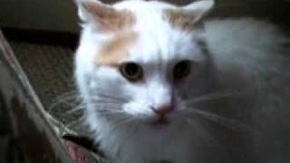 Dont Pet this Kitty Pt 3mp4 [upl. by Muhammad]