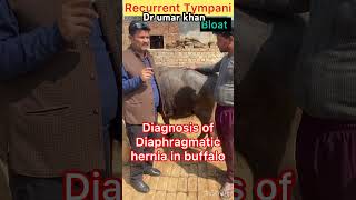 Diagnosis of diaphragmatic hernia in buffalo l Dr umar khan [upl. by Sufur]