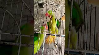 parrot birds funnyshorts 🦜✨ [upl. by Dez]