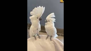 Cockatoos enjoy rap music and love to dance birds birdslover cockatoo cockatoodancing [upl. by Akirdnuhs996]