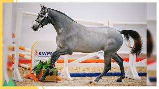 Beautiful KWPN Sport Horses [upl. by Selwin]