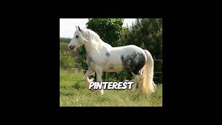 Google Vs Pinterest￼Gypsy ￼ Vanner ￼Edition idEzradimeIsKindaWeird [upl. by Derdle440]