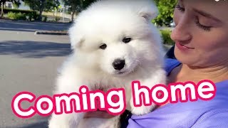 Samoyed Puppy Off To His New Home 8 weeks old [upl. by Heddi]