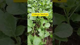 Cabbage Seedlings Ready To Transplant [upl. by Audras]