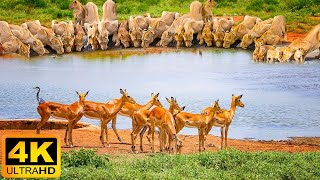 4K African Animals Gombe Stream National Park  Scenic Wildlife Film With Calming Music [upl. by Spoor53]