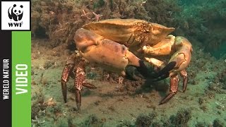 Duik mee en ontdek het grootste natuurgebied van Nederland [upl. by Roche]