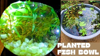 The shocking secrets of a planted fish bowl😍🌿🌿Tankful fish plantedtank aquarium PlantedFishBowl [upl. by Deering]