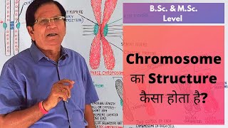 Structure of Chromosome  BSc amp MSc Level [upl. by Bathsheeb]