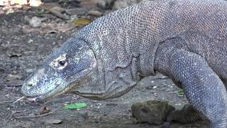 Doku Die Komodowarane von Indonesien 4K UHD [upl. by Anabel]