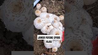 JAMUR PAYUNG BERSPORA HIJAU ‼️ Chlorophyllum molybdites Chlorophyllummolybdites false parasol [upl. by Eeuqram]