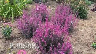 Royal Raspberry Agastache Hyssop [upl. by Wincer120]