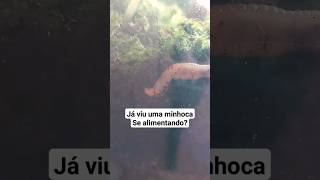 Você sabia que as minhocas comem assim minhoca humus plantas [upl. by Charo398]