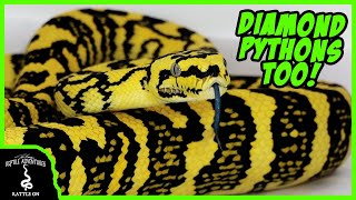 DO CARPET PYTHONS MAKE GOOD PETS [upl. by Ybbor]