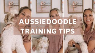 AUSSIEDOODLE  7 Training Tips for Aussiedoodles  Torey Noora [upl. by Ulah284]