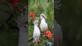 Love Bird Are Beautifulbirds nature birdsounds birdssound natureandbirdssoundsrelaxingmusic [upl. by Halimak]