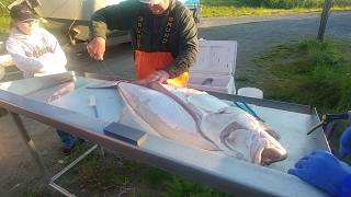 Alaskan Halibut Fishing Filleting the Catch [upl. by Enihsnus]