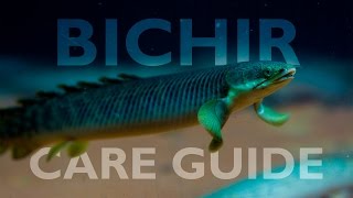 Bichirs An Ultimate Care Guide [upl. by Aggappera]