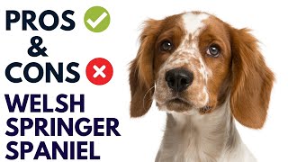 Welsh Springer Spaniel Dog Pros and Cons  Welsh Springer Spaniel Advantages and Disadvantages [upl. by Nahsed]