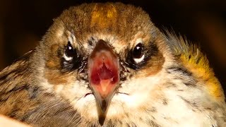 Yellow rumped warbler call  sound cute close ups  Song bird [upl. by Novelia]