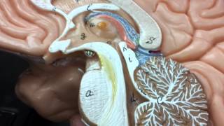 Neuroanatomy Diencephalon [upl. by Naujal915]