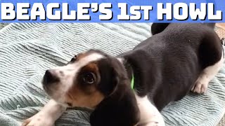 Adorable Beagle Puppys First Epic Howling Moment [upl. by Oswin408]