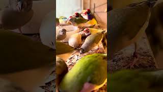 Large flock of gouldian finches  adults and juveniles  many mutations bird birds birdsounds [upl. by Greysun]