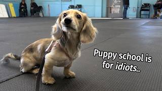 Ep 7 its a Daphne Day  Cute Dachshund Puppy Vlog [upl. by Davison]