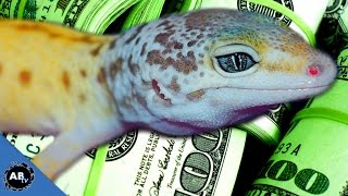 10000 LEOPARD GECKO SnakeBytesTV [upl. by Griff]