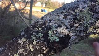 Lichen  medicinal  edible awesome survival food [upl. by Dric]