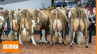 Top 8 Dairy Cattle Breeds İn the World [upl. by Newel168]