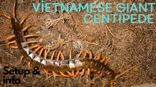 Vietnamese Giant Centipede Setup  SCOLOPENDRA DEHAANI [upl. by Hgielrahc]