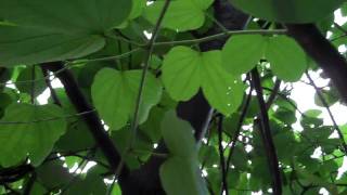 Patadevaca Bauhinia variegata [upl. by Garber98]