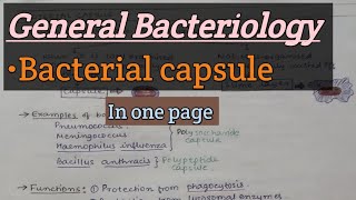 General Bacteriology  Bacterial capsule  SAQ amp Short note [upl. by Sethrida778]