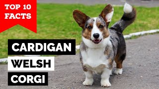 Cardigan Welsh Corgi  Top 10 Facts [upl. by Medovich383]