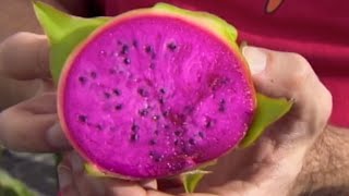 La pitaya fruta exótica y tesoro nutricional [upl. by Aynuat]