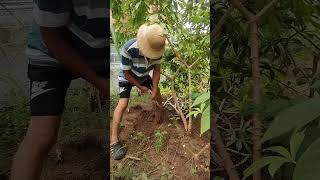 Cassava harvesting rootvegetables plants [upl. by Ailefo]