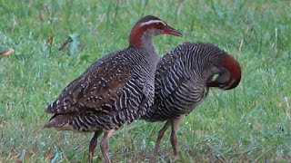 Buffbanded Rail Birds of Samoa [upl. by Nitsirt]