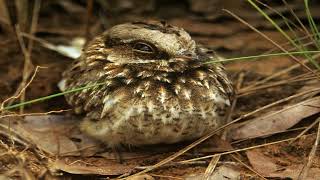 Discover the Enigmatic Whitewinged Nightjar A Nocturnal Marvel with a Froglike Serenade [upl. by Dowzall]